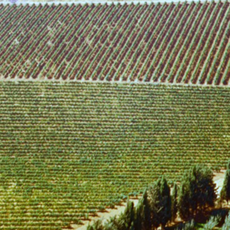 Weingut Libanesische Weine von Château KSARA